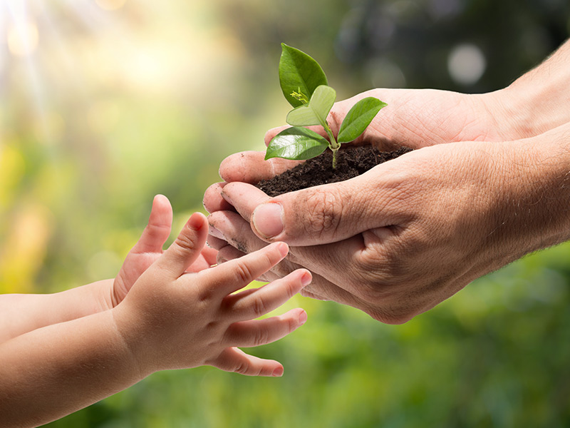 The Environment, green plant in hands passing t child's hands